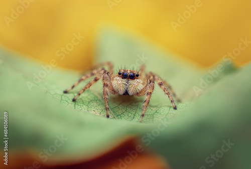 Jumping spider macro closeup shot on green defocused nature background