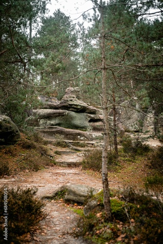 Picturesque scene in the Trois Pignons Forest of Fontainebleau, France