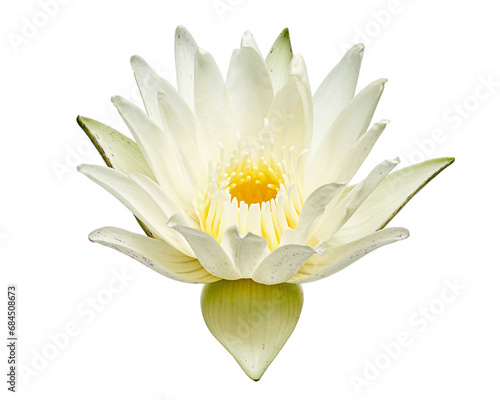 White water lily, Blooming water lily flower isolated on white background, with clipping path