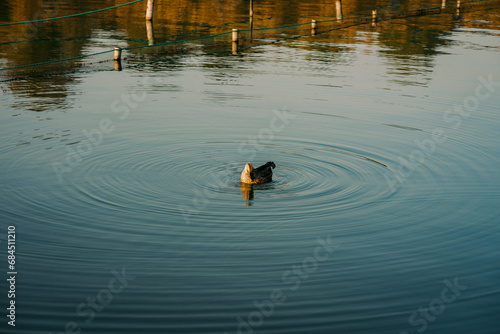 duck on the water