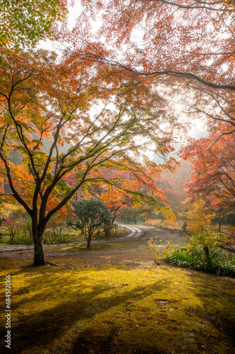 茨城県水戸市 紅葉真っ盛りのもみじ谷