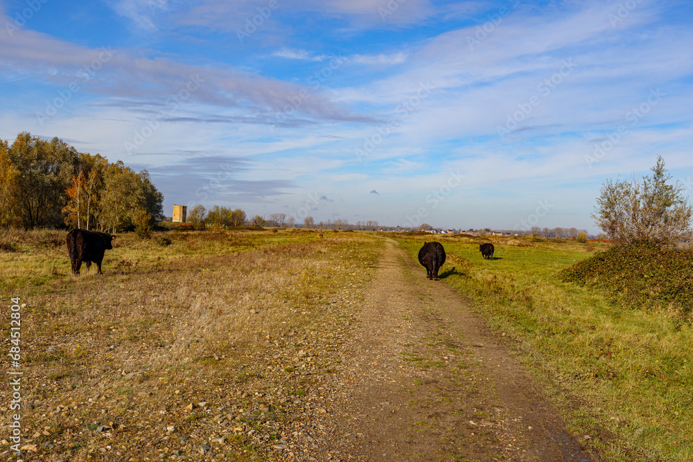 Obraz premium Three Galloway cows walking and grazing on dirt road between field, horizon against blue sky in background, Belgian nature reserve De Wissen Maasvallei, sunny autumn day in Dilsen-Stokkem, Belgium