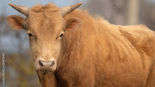 Korean beef, cow, 한우, 소