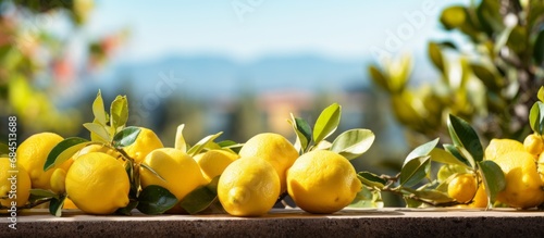Fresh lemons on the tree in a lemon farm It is ready to be picked up by farmers and marketed. The weather is sunny and fresh.Background of a lemon garden in summer with copyspace for text photo