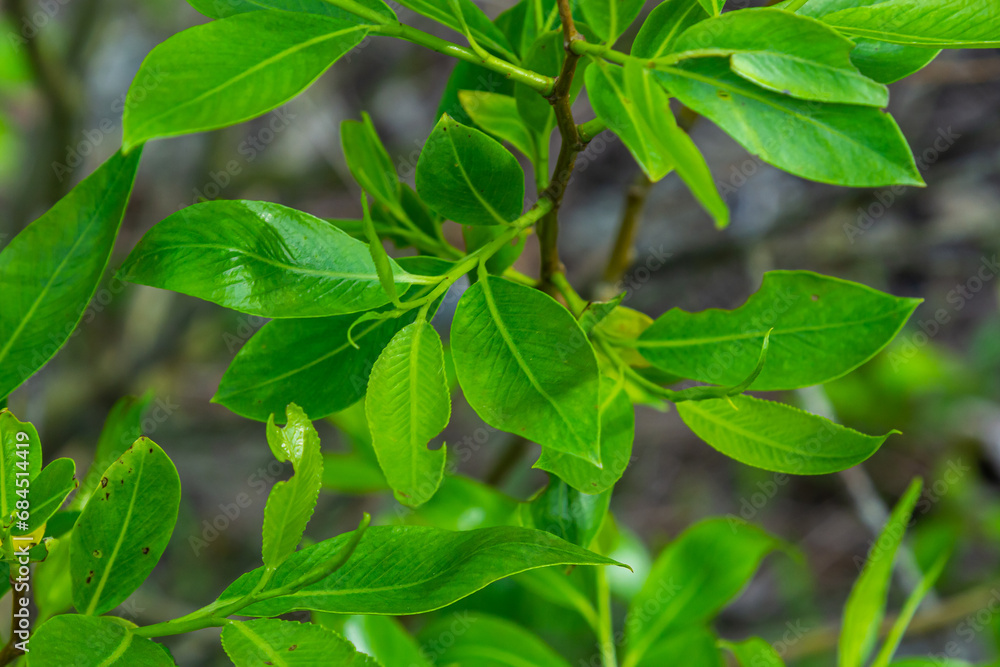 Green leaves of beech tree growing in forest on sunny day against blurred background Green leaves of beech tree growing in forest on sunny day against blurred background