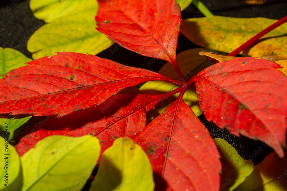 Colorful and bright background made of fallen autumn leaves Colorful and bright background made of fallen autumn leaves
