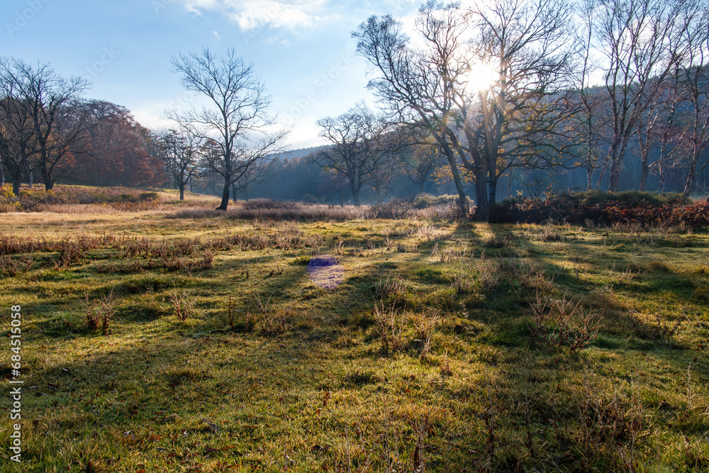 Obraz premium 輝く草原
