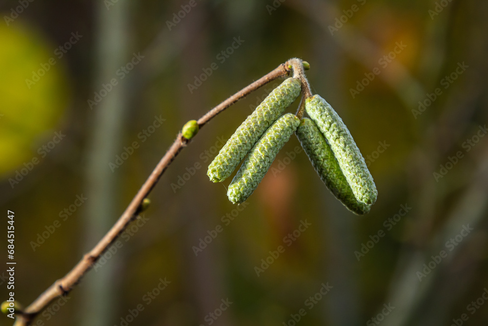 Hazel catkins in spring . the hazelnut blossoms hang from a hazelnut bush as harbingers of spring . hazelnut earrings on a tree against a blue autumn sky . Green male flowers of a common hazel Hazel catkins in spring . the hazelnut blossoms hang from a hazelnut bush as harbingers of spring . hazelnut earrings on a tree against a blue autumn sky . Green male flowers of a common hazel