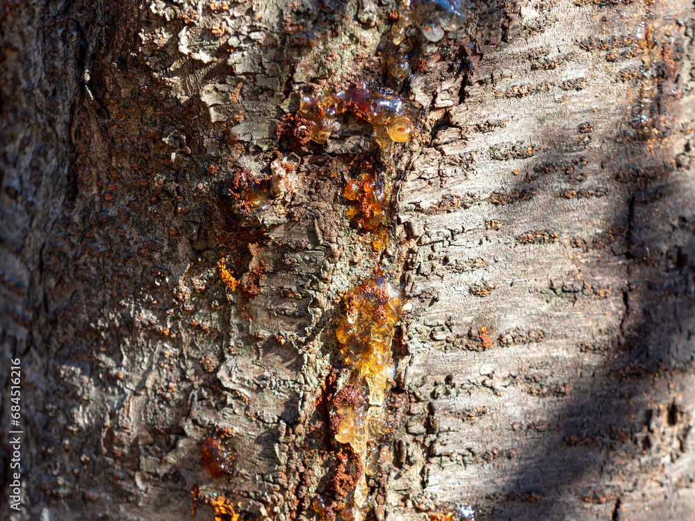 桜の木から流れ出る樹液 Stock Photo | Adobe Stock