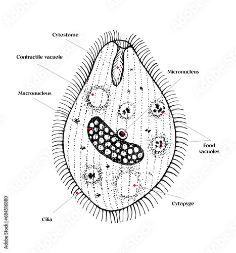 Balantidium coli hand drawn vector diagram