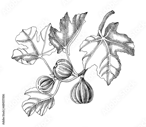 Fig branch with leaves and ripe fruits