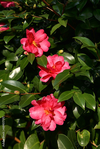 red camellia flowers blooming on camellia trees