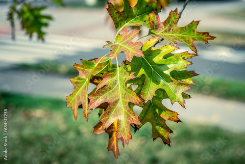 Quercus shumardii Buckley A detailed shot of a vibrant green leaf on a majestic tree