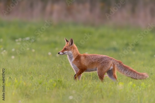 A cute wild fox cub walking on the meadow. Vulpes vulpes. Closeup portrait of a young red fox.
