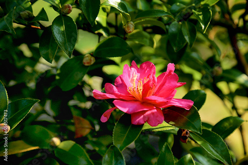 red camellia flowers blooming on camellia trees