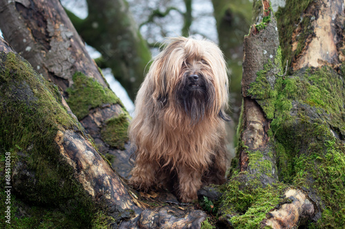 dog in a tree
