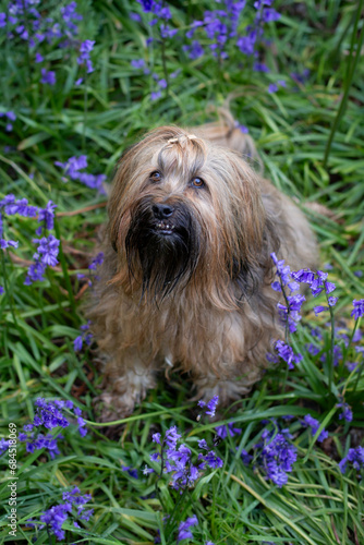 hairy dog sitting between purple flowers