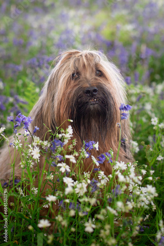 hairy dog between purple and white flowers