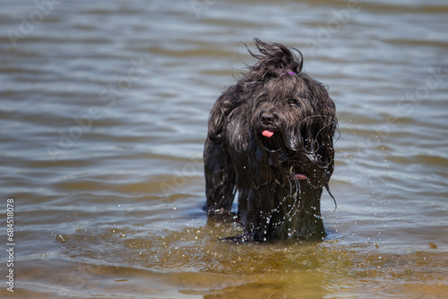 wet hairy dog in water
