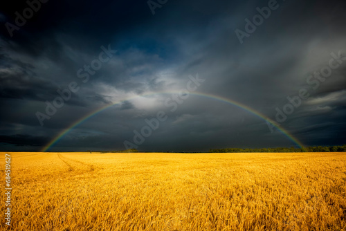 UK, Scotland, Rainbow arching against dark storm clouds over vast barley (Hordeum vulgare) field