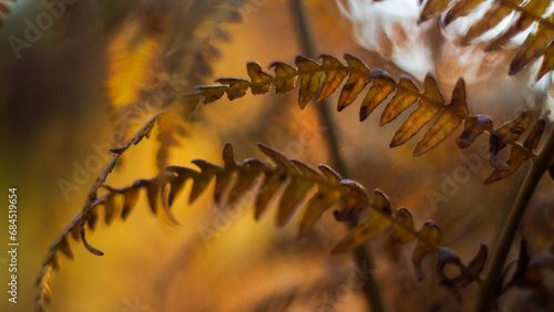 Macro de feuilles de foug  re sauvages  sur un arri  re-plan orang  