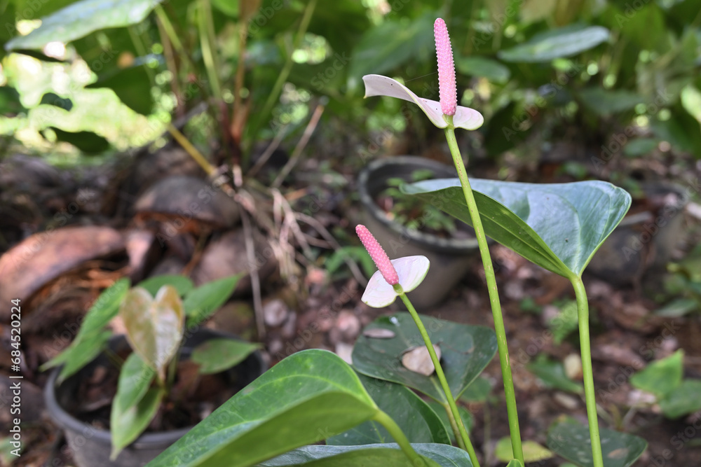 View of a white Anthurium flower that is blooming and reaches up through the leaves View of a white Anthurium flower that is blooming and reaches up through the leaves