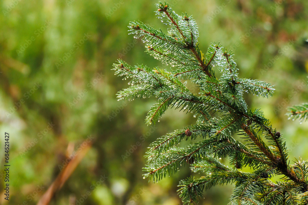 Green pine tree branches on a rainy day in late autumn Green pine tree branches on a rainy day in late autumn