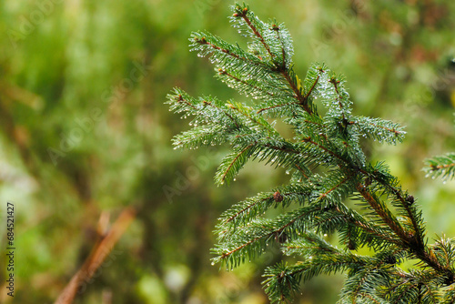 Green pine tree branches on a rainy day in late autumn