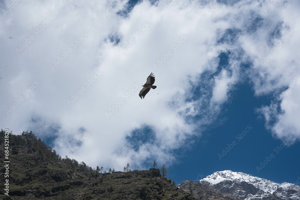 eagle on the mountain eagle on the mountain