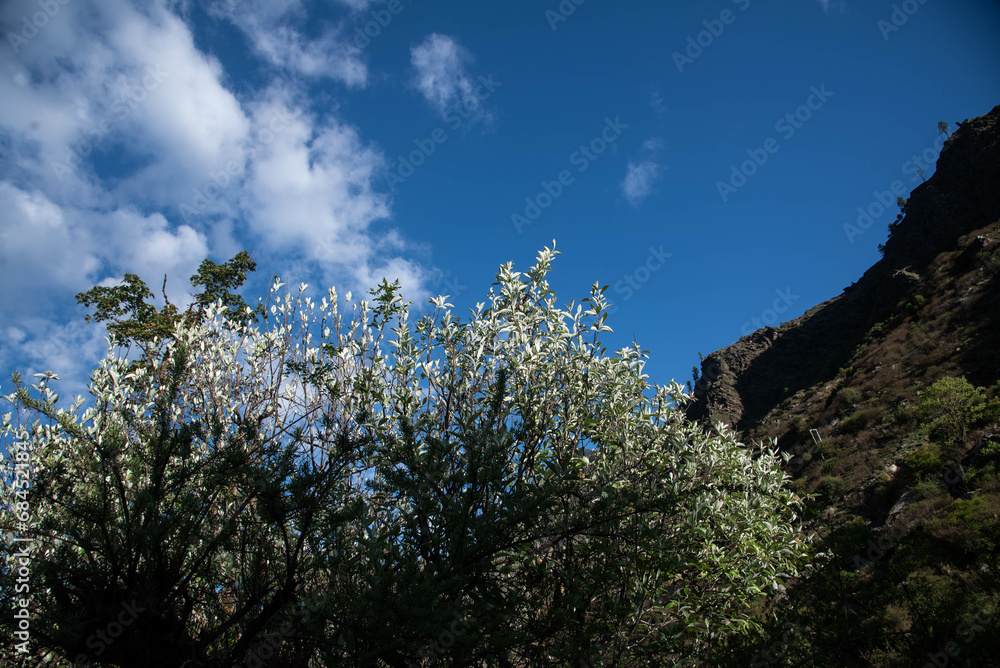 A tree with white flowers on it