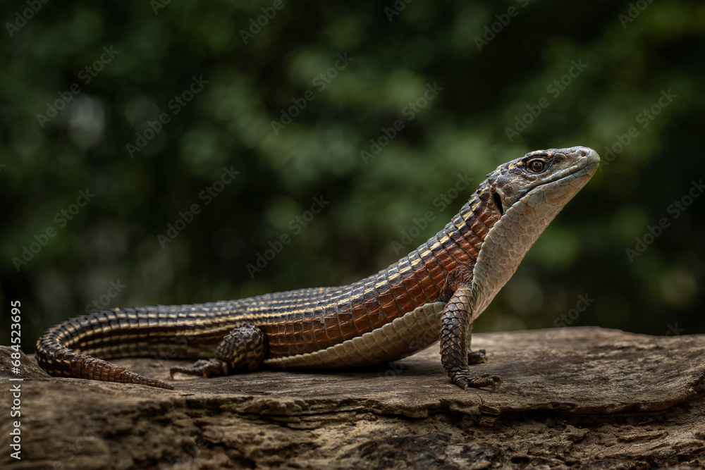 Naklejka premium The Sudan Plated Lizard (Broadleysaurus major) also known as the Western Plated Lizard is diurnal African Lizard.