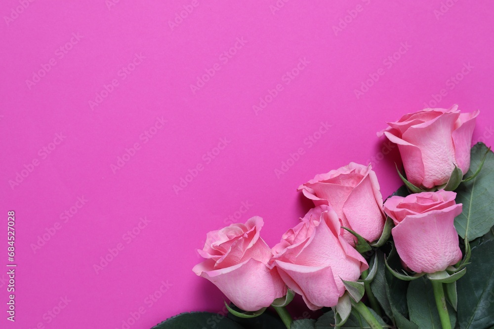 Beautiful roses on pink background, top view. Space for text Beautiful roses on pink background, top view. Space for text