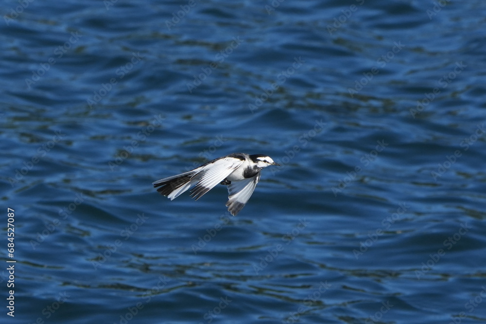 white wagtail in a field