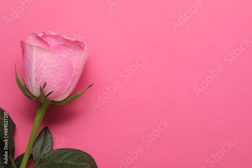 Beautiful rose on bright pink background, top view. Space for text
