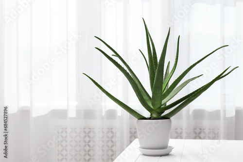 Green aloe vera plant in pot on table indoors  space for text