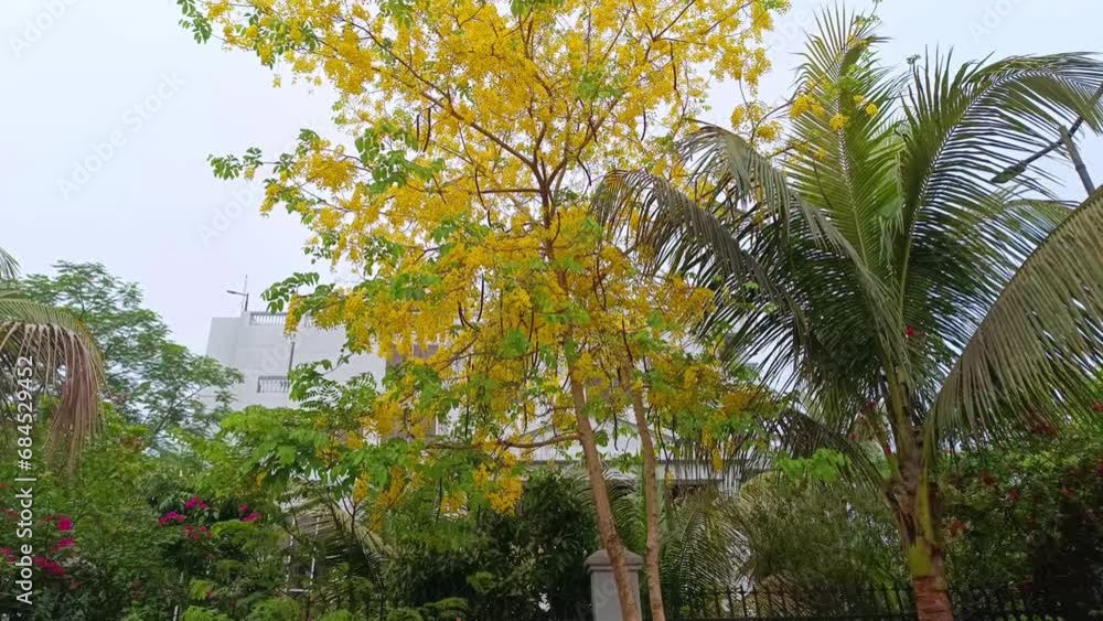 Konna Tree Cassia fistula | golden shower | purging cassia | Indian laburnum ...