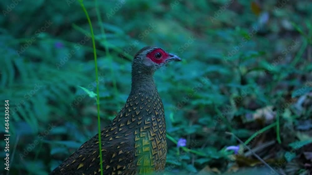 Swinhoe's pheasant female endemic bird of taiwan Swinhoe's pheasant female endemic bird of taiwan