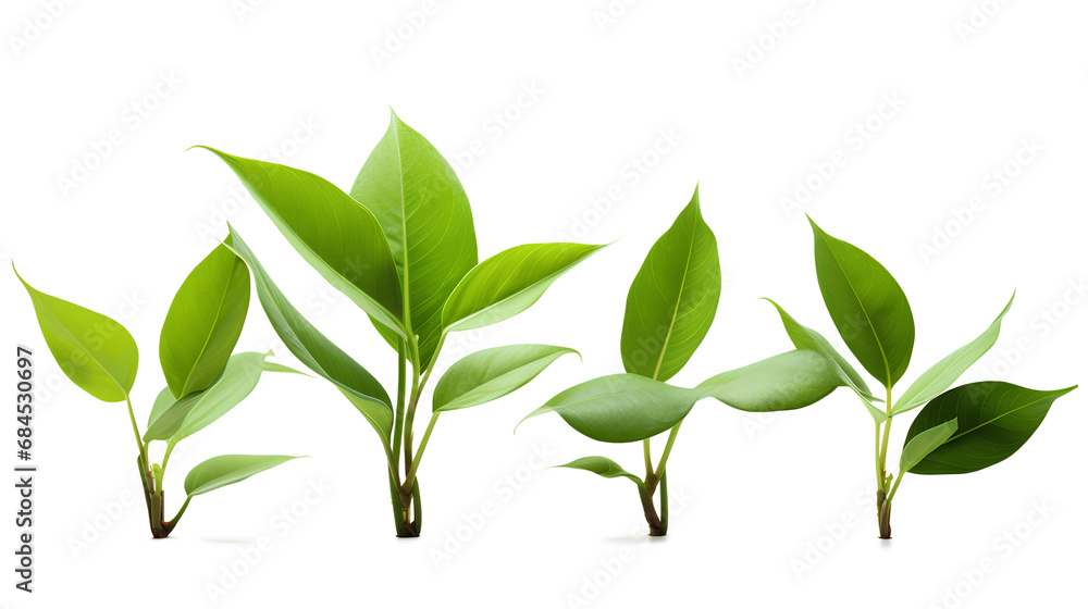 Four lush green-leafed plants isolated on a transparent background, Generative AI Four lush green-leafed plants isolated on a transparent background, Generative AI