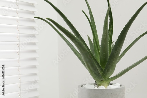 Beautiful potted aloe vera plant indoors  space for text
