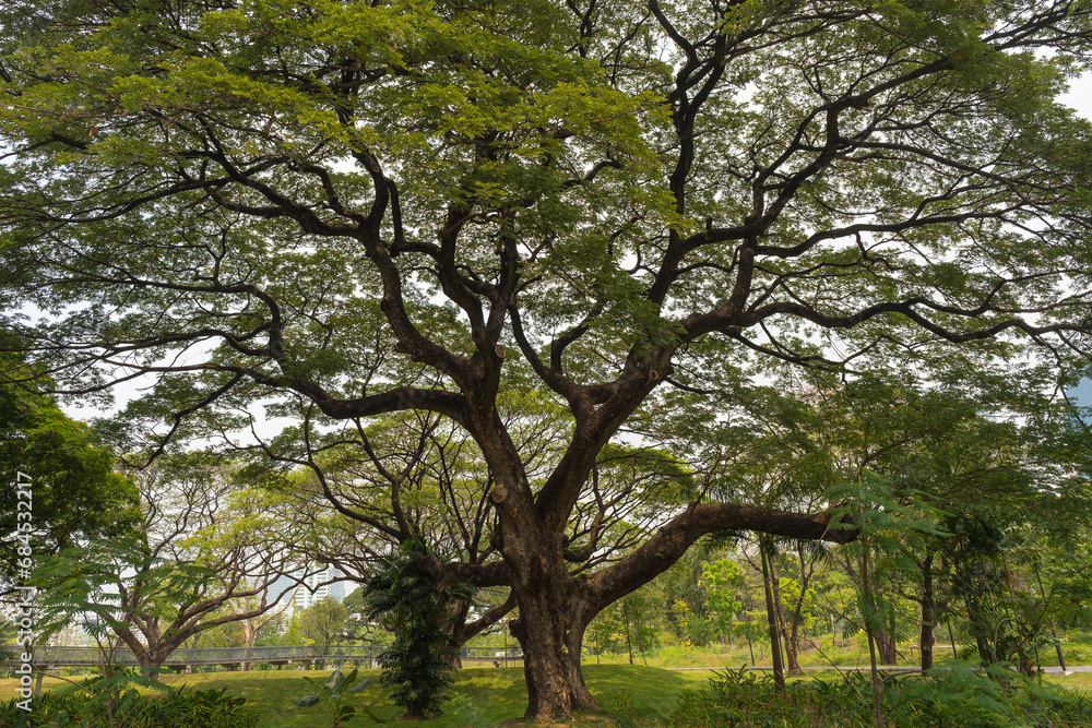 Big tree with curved branches and green lush foliage in public park in Bangkok