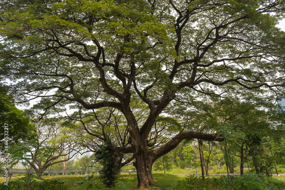 Big tree with curved branches and green lush foliage in public park in Bangkok Big tree with curved branches and green lush foliage in public park in Bangkok