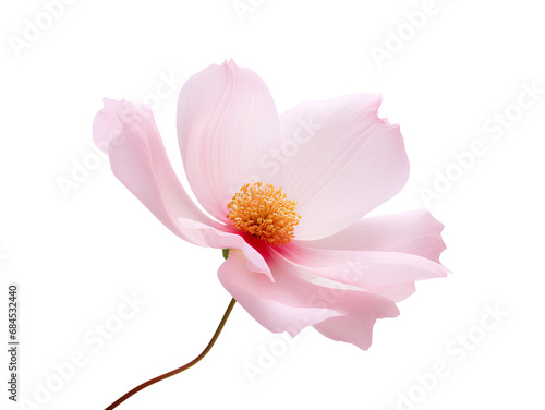 The elegance of a single pink flower isolated on a transparent background, Generative AI © MONWARA