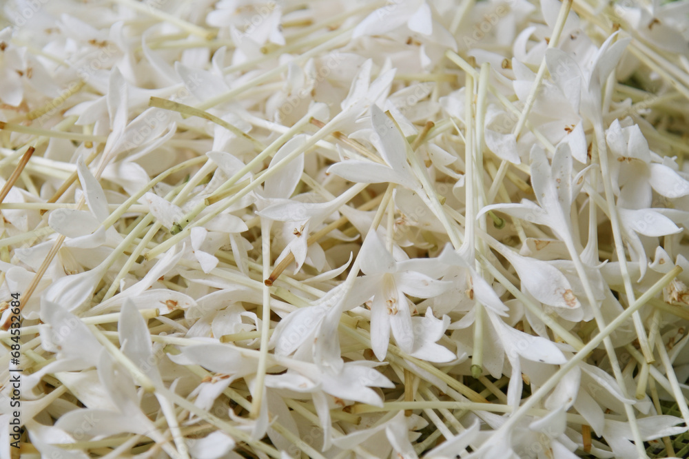 Close up shot of white flower, Cork tree flower Close up shot of white flower, Cork tree flower