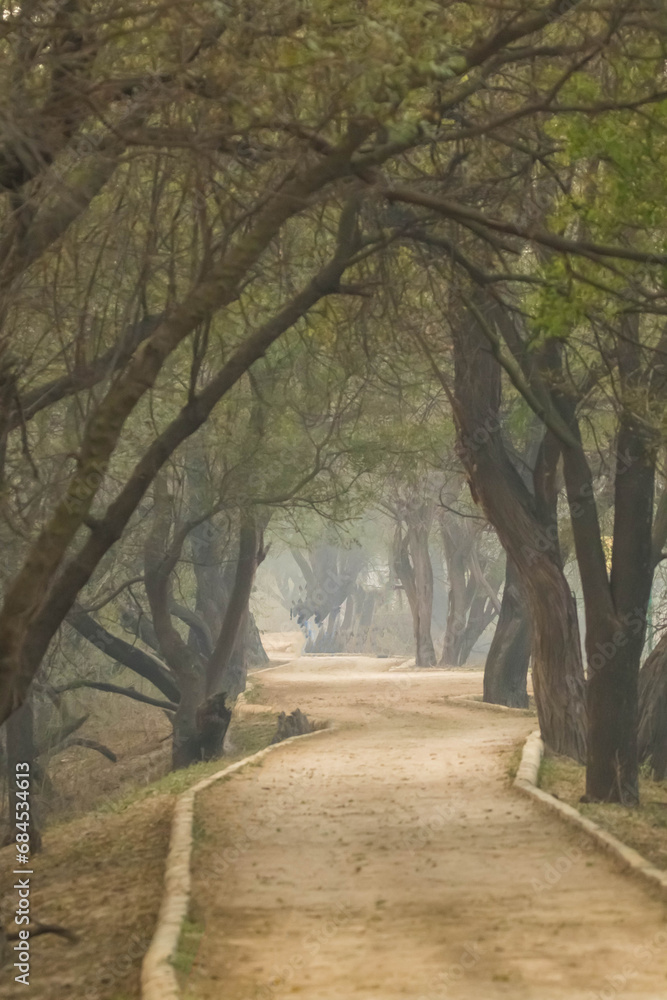 Pathway in the park covered with trees canopy in the morning fog, India. Beautiful foggy scenery landscape Pathway in the park covered with trees canopy in the morning fog, India. Beautiful foggy scenery landscape
