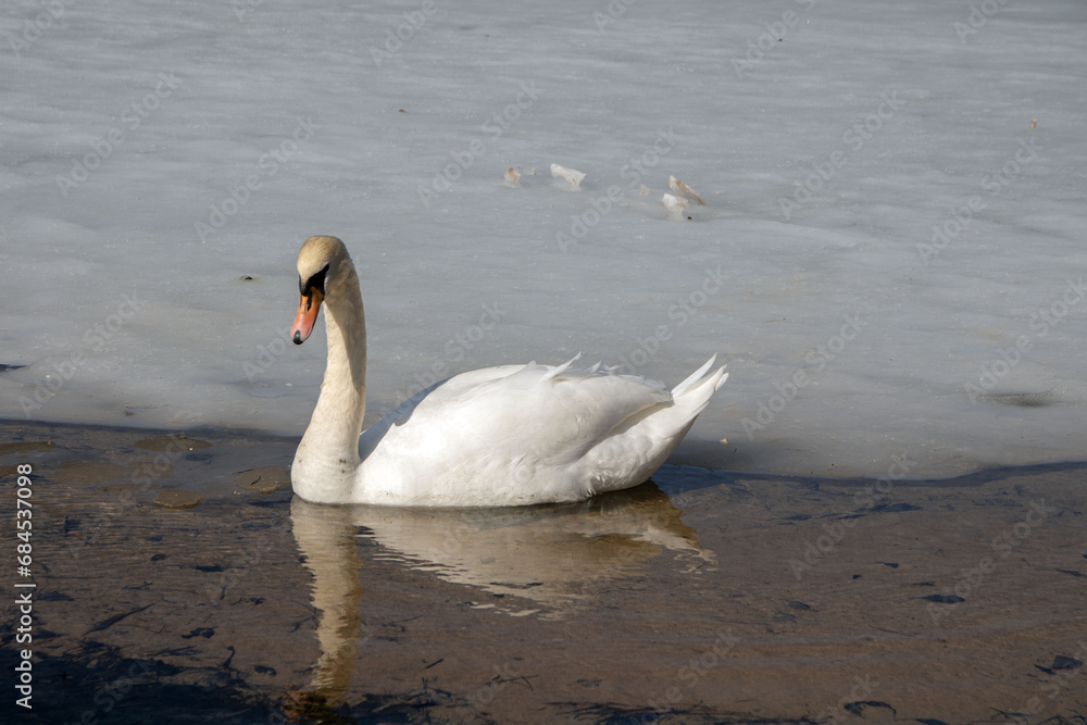Fototapeta premium photo, the elegance of a swan is on full display as it gracefully glides across an icy lake. Amidst the tranquil beauty of nature, this image captures the serenity and charm of wildlife