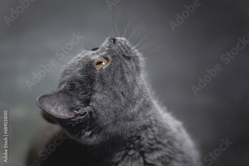 Portrtait of young british shorthair cat © Leszek