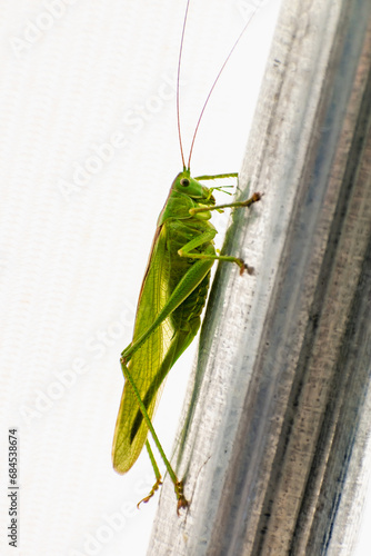 Big grasshopper in a garden tent, katydid, tettigoniidae