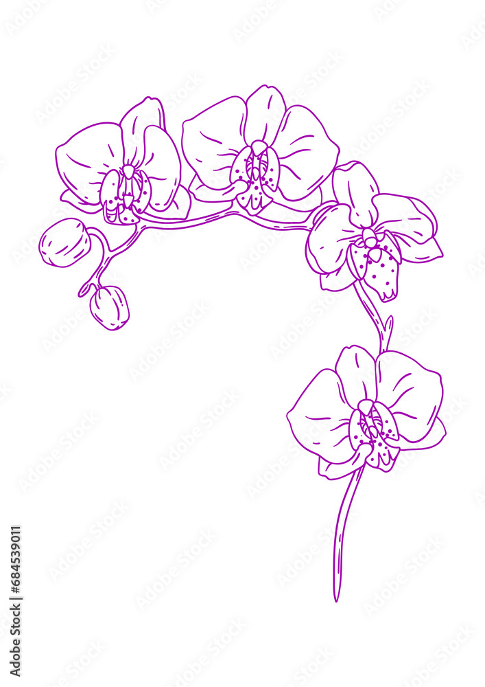 Illustration of orchid flower. Beautiful decorative plant. Illustration of orchid flower. Beautiful decorative plant.
