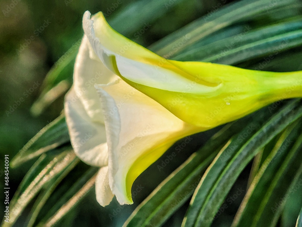 Obraz premium close-up photo of a thevetia peruviana flower with green leaves in the background.