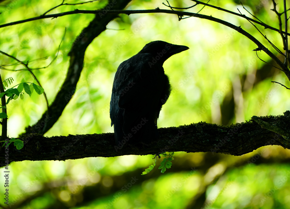 Silhouette of a carrion crow on a branch. Bird in natural environment. Corvus corone. Silhouette of a carrion crow on a branch. Bird in natural environment. Corvus corone.